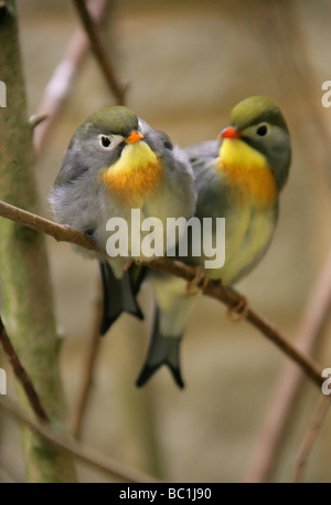 Rot in Rechnung, Leiothrix, Pekin Robin oder chinesische Nachtigall, Leiothrix Lutea, Timalien, Passeriformes Stockfoto