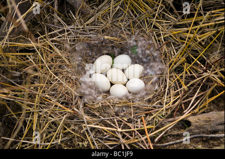 Sieben Kanadagans (Branta Canadensis) Eiern in einem Nest unten gesäumten Boden gemacht von Schilf, Idaho Stockfoto