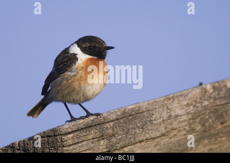 Gemeinsamen Schwarzkehlchen Saxicola Torquata männlich thront Nationalpark Lake Neusiedl Burgenland Österreich April 2007 Stockfoto