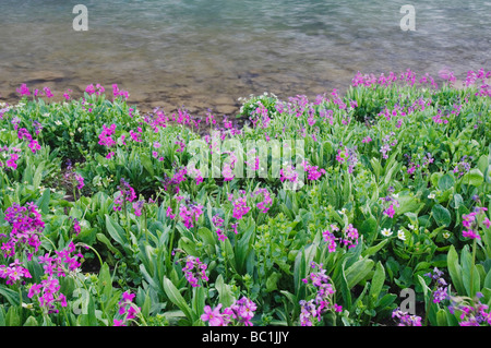 Klare See und Wildblumen in Almwiese Parry s Primel Primula Parryi Ouray San Juan Mountains Rocky Mountains Colorado Stockfoto