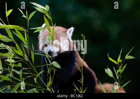 Roter Panda (Ailurus Fulgens) wissen auch als Firefox oder kleinere Panda Stockfoto