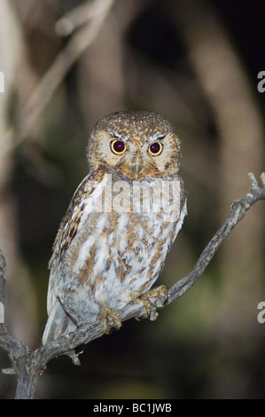 Elf Owl Micrathene Whitneyi Erwachsene Madera Canyon Arizona USA Mai 2005 Stockfoto