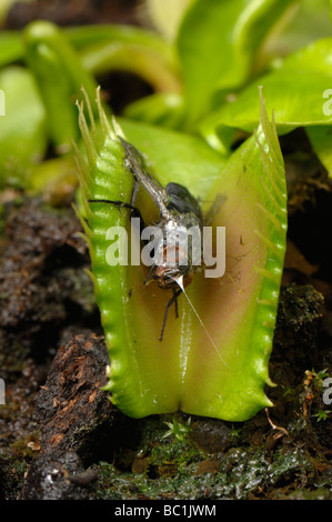 Venus Fliegenfalle Dioinaea Muscipula mit teilweise zerlegte Fliege gefangen zwischen den Blättern Stockfoto