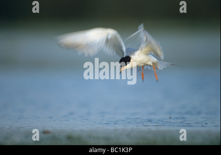 Forster s Tern Sterna Forsteri Erwachsenen Schweißer Wildlife Refuge Sinton Texas USA Juni 2005 Stockfoto