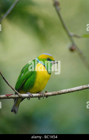 Goldene browed Chlorophonia Chlorophonia Callophrys männlichen thront in Feigenbaum Zentraltal Costa Rica Mittelamerika Stockfoto