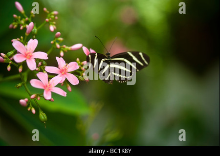 Der Zebra Longwing Heliconius Charithonia Schmetterling Stockfoto