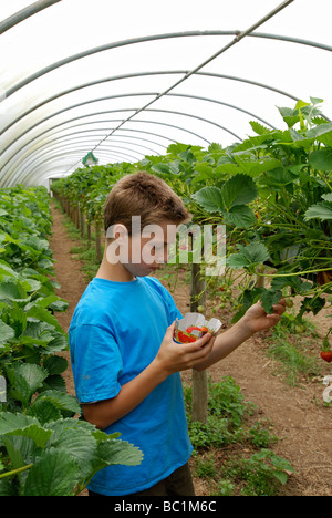 ein kleiner Junge pflückt Erdbeeren in eine eigene "pick" Obsthof in Hampshire, uk Stockfoto