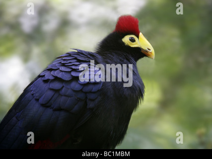 Lady Ross's Turaco, Musophaga Rossae, Musophagiden, Cuculiformes. Afrika Stockfoto