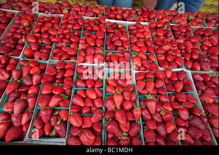 Erdbeeren in Körben in Reihe zum Verkauf an Obst stehen in Oxnard, Kalifornien Stockfoto