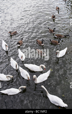 Schwäne und Kanada Gänse auf dem Fluss Avon, Stratford-upon-Avon, Warwickshire, England Stockfoto