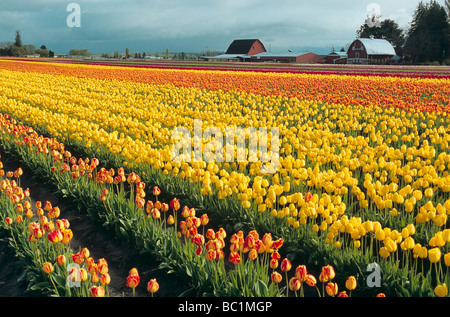 USA, Washington, Skagit Valley. Bereich der gelb orange Tulpen. Stockfoto