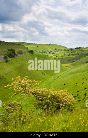 Cressbrook Dale, Peak District National Park, Derbyshire, England Stockfoto