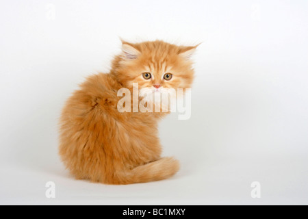 British Longhair Katze Kätzchen 8 Wochen rot gestromt Highlander Flachländer Britanica Stockfoto