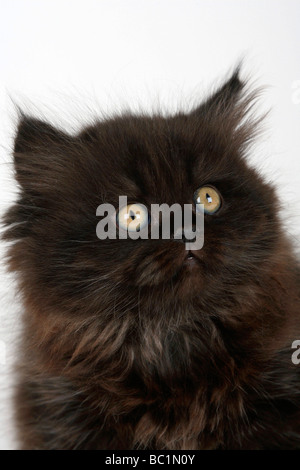 British Longhair Katze Kätzchen mit 8 Wochen schwarze Highlander Flachländer Britanica Stockfoto