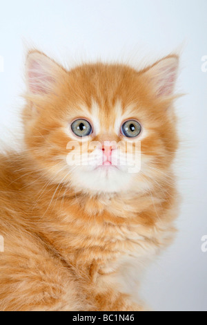 British Longhair Katze Kätzchen 7 Wochen Ingwer Highlander Flachländer Britanica Stockfoto