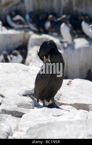 Shag (Phalacrocorax Aristotelis), Farne Islands, Northumberland Stockfoto