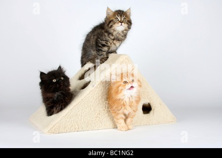 British Longhair Katze Kätzchen 8 Wochen Highlander Stockfoto