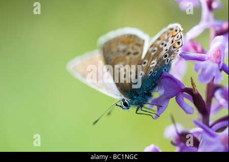 Polommatus Icarus. Gemeinsame blaue Schmetterling auf eine duftende Orchidee in der englischen Landschaft Stockfoto