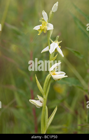 Biene Orchidee (Ophrys Apifera var. Chlorantha) Maltby Commons Nature Reserve Yorkshire Wildlife Trust Süd-Ost aus Doncaster UK Stockfoto