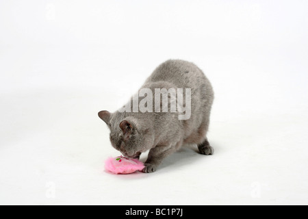 British Kurzhaar blau 14 Jahre alt Katzenspielzeug Stockfoto