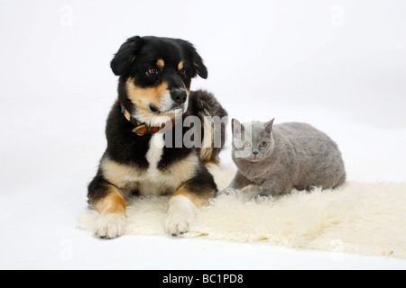 Australian Shepherd Tricolor und British Kurzhaarkatze blau 14 Jahre alt Stockfoto