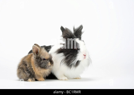 Löwe Mähne Zwerg Kaninchen mit jungen Hauskaninchen Stockfoto