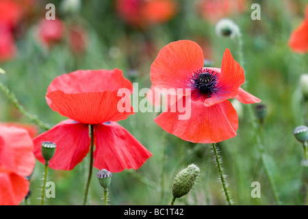 Mohnblumen im Mohnfeld Kent Stockfoto