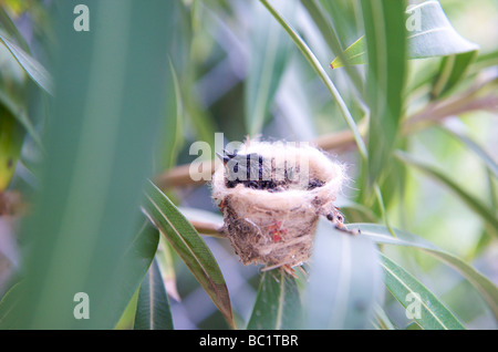 Sint Eustatius Hummingbird Nest mit zwei Küken in einem Baum Stockfoto