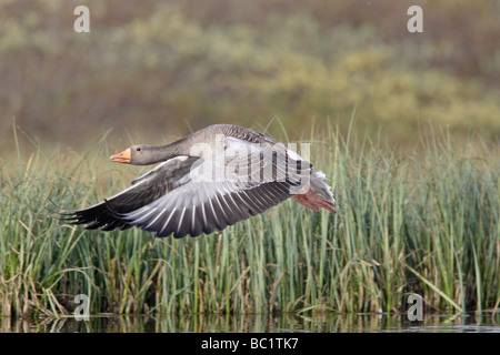 Wilde Graugans im Flug Stockfoto