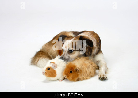 Gemischte Rasse Hund gekreuzt Border Collie mit Meerschweinchen Stockfoto