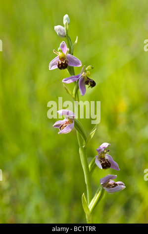 Biene Orchidee (Ophrys Apifera) Maltby Commons Natur Reservat Yorkshire Wildlife in der Nähe von Doncaster South Yorkshire England UK Europe Stockfoto