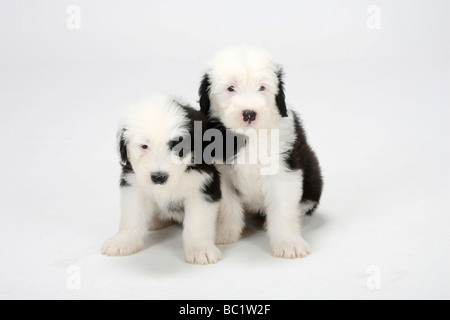 Old English Sheepdog Welpen 6 Wochen Bobtail Stockfoto