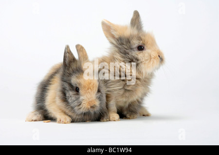 Junge Löwen-Mähne Zwerg Kaninchen Hauskaninchen Stockfoto