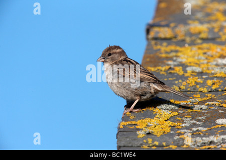 Haussperling Passer Domesticus weibliche Schottland Sommer Stockfoto