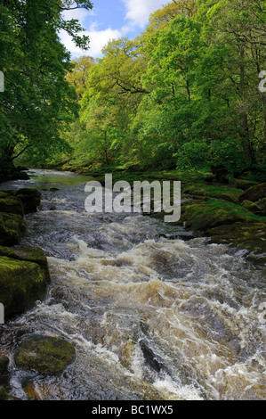 Fluß Wharfe läuft in der Nähe von Bolton Priory in Yorkshire Dales England Stockfoto