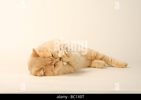British Kurzhaar Kater Creme Katzenspielzeug Stockfoto