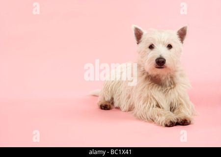 West Highland Terrier Hund im Studio Stockfoto