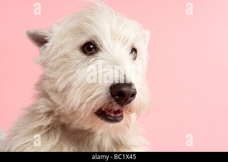 West Highland Terrier Hund im Studio Stockfoto