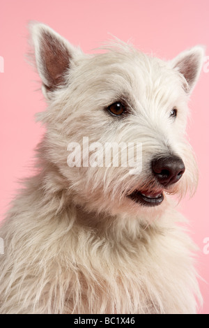 West Highland Terrier Hund im Studio Stockfoto