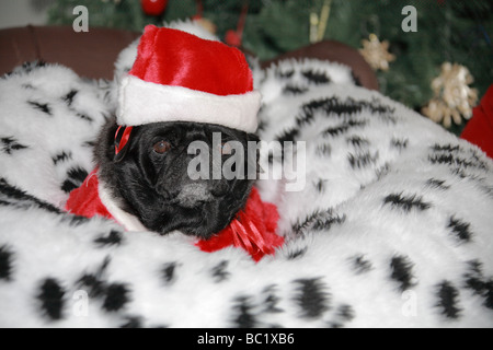 Blick auf einen Mops Hund trägt eine Weihnachtsmütze Stockfoto