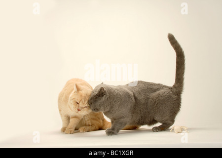 British Kurzhaar Katzen paar blau und Creme Stockfoto