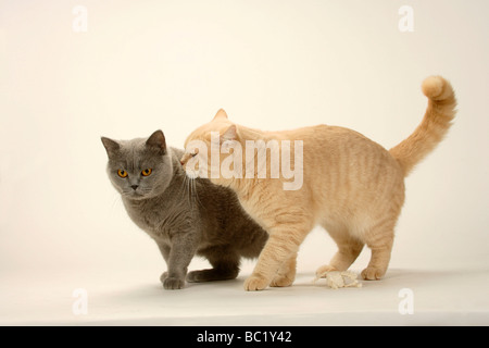 British Kurzhaar Katzen paar blau und Creme Stockfoto