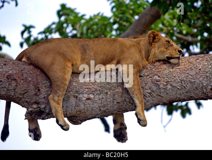 Panthera Leo schlafen Löwin hoch oben auf einem Feigenbaum Stockfoto