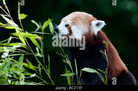 Roter Panda (Ailurus Fulgens) wissen auch als Firefox oder kleinere Panda Stockfoto