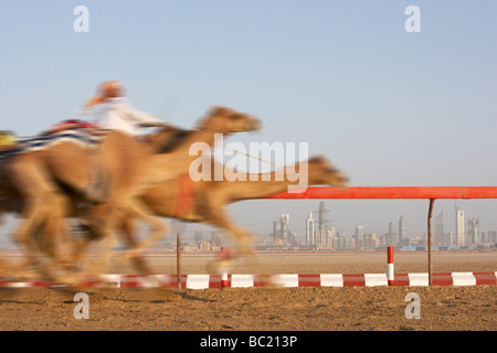 Kamelrennen In Dubai Stockfoto