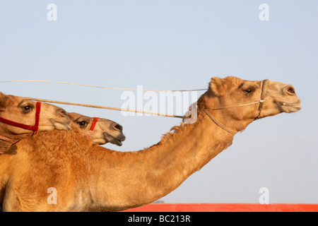 Kamelrennen In Dubai Stockfoto