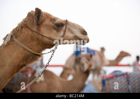 Kamelrennen In Dubai Stockfoto