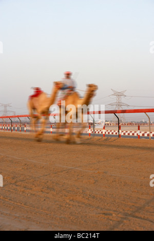 Kamelrennen In Dubai Stockfoto