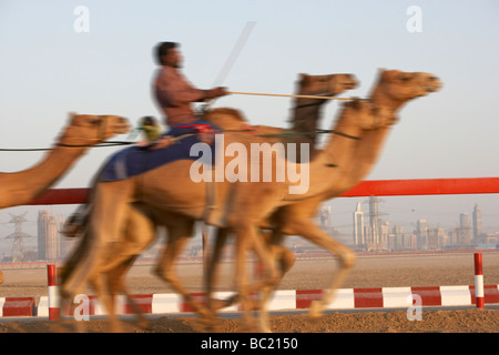 Kamelrennen In Dubai Stockfoto