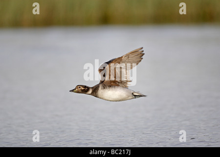 Weibliche Eisente im Flug Stockfoto